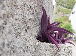 Wall Concrete purple plants