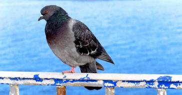 charming Pigeon Bird