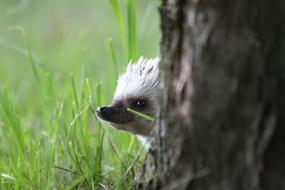 gorgeous African Dwarf Hedgehogs