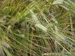 long green ears in the field