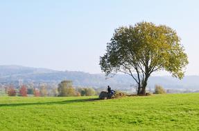 landscape of Tree Meadow Reverie