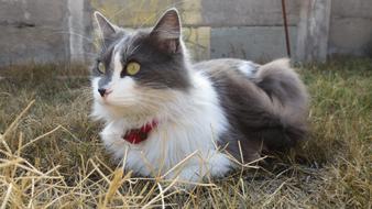 incredible Animal Gata