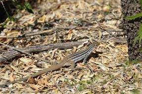 Spotted Whiptail Lizard Reptile