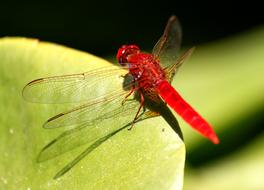red dragonfly on a green spring leaf