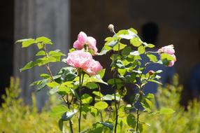 Rose Landscape Pretty