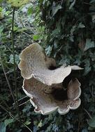 Fungi Autumn Mushroom in nature