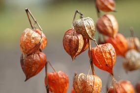 Tomatillo Autumn Lantern macro