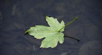 Leaf Water On