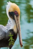 yellow-headed pelican near water