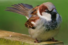 sparrow on a blurred background close up