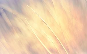 Wheat Background Yellow drawing