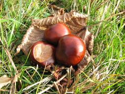 Nature Chestnut