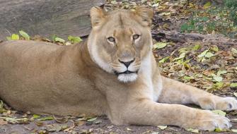 gorgeous Lioness wildlife