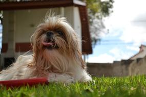 Shih Tzu dog on the grass