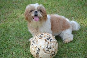 Shih Tzu with a ball on the grass