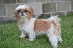 incredible Shih Tzu Animal Dog