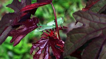 incredible grasshopper Insect Red