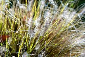 Bearskin Grass Plant