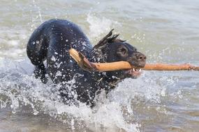 gorgeous Dog Water Spatter
