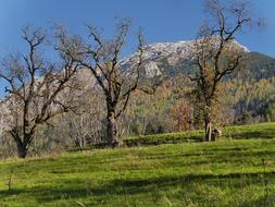 Autumn mountain Nature Trees