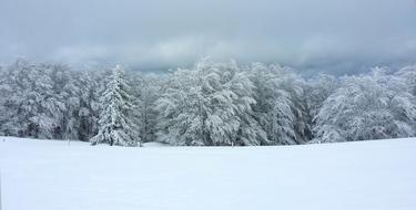 Forest Snow Winter Landscape