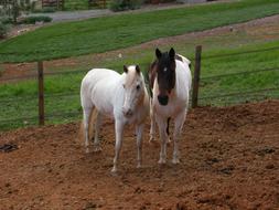 white and spotted horse in the paddock