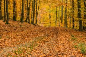 Deciduous Forest Beech Wood Trees