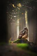 Owl Bird in Forest at sunlight