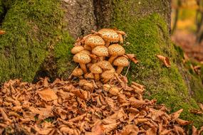 Mushrooms Sparriger in the autumn