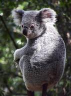 charming Koala Australia Bear