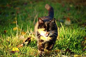 cat in the game of light and shadow on green grass