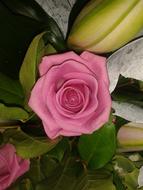 Rose Pink Flower
