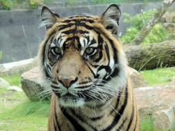 photo of a tiger head in a zoo