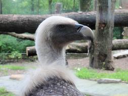 furry chick vulture at the zoo