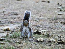 charming grey squirrel