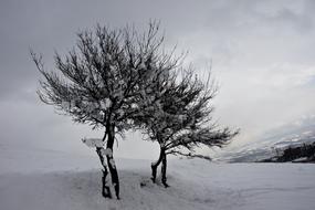 Winter Snow Tree