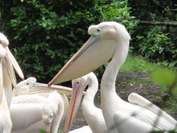 Beautiful and cute, white pelicans, among the green plants