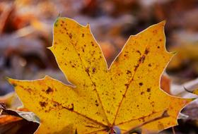 Leaves Frost Nature