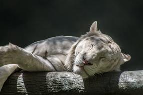 sleeping white tiger in the shade close up