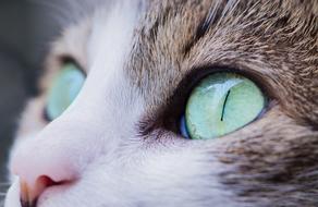 Close-Up picture of Animal Cat face