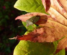 Shield Insect Bug on leaf