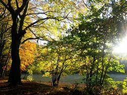 Autumn Nature at Golden sunlight