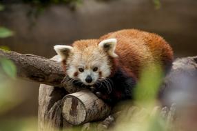 enchanting colorful Cute panda on the wood on blurred background