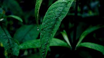 Green Leaves Macro