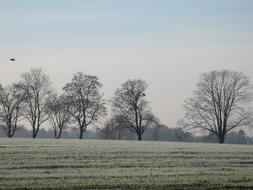 Nature Trees On Feldrand Winter