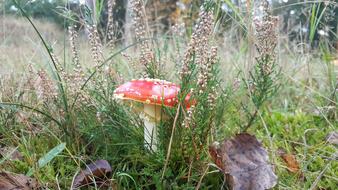 Mushroom Red With White Dots