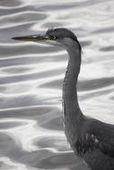 portrait of Silver Heron Bird