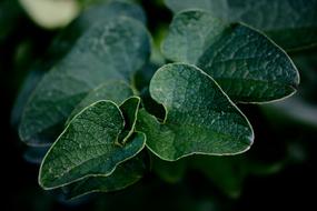 Close-Up Green Leaves