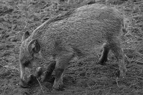 black and white picture of a wild boar