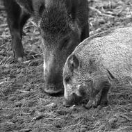 black and white photo of wild boar and cub